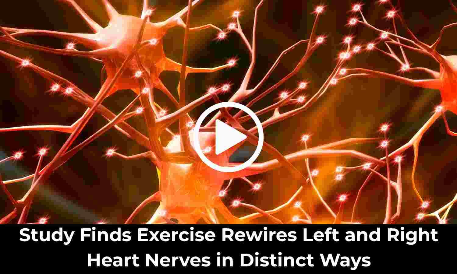 Study Finds Exercise Rewires Left and Right Heart Nerves in Distinct Ways