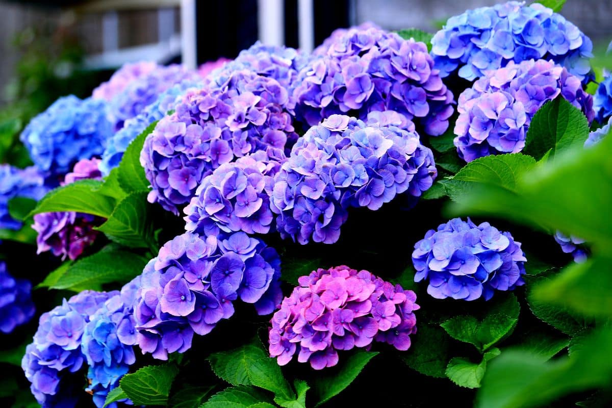 Hydrangeas will produce stunning bright blue blooms if a common kitchen ingredient is added to the base of the plants.
