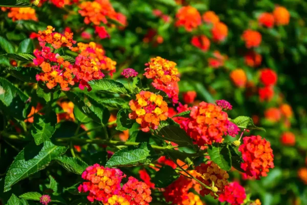 This flower is one of the few that bloom all year round, yet it remains little known