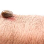 Cancer Support India: Lyme Disease: Symptoms, Treatments, and Prevention!