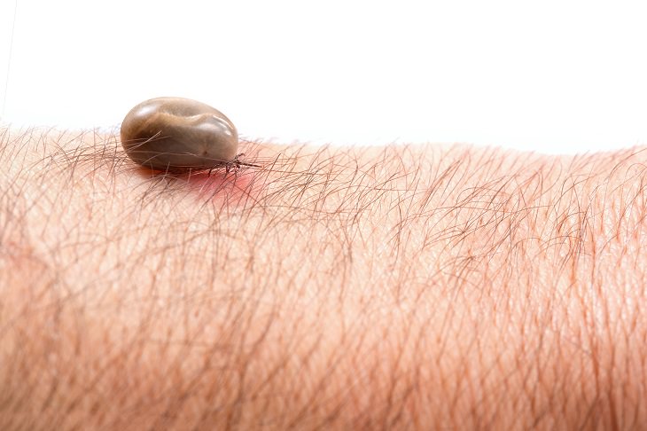 Cancer Support India: Lyme Disease: Symptoms, Treatments, and Prevention!