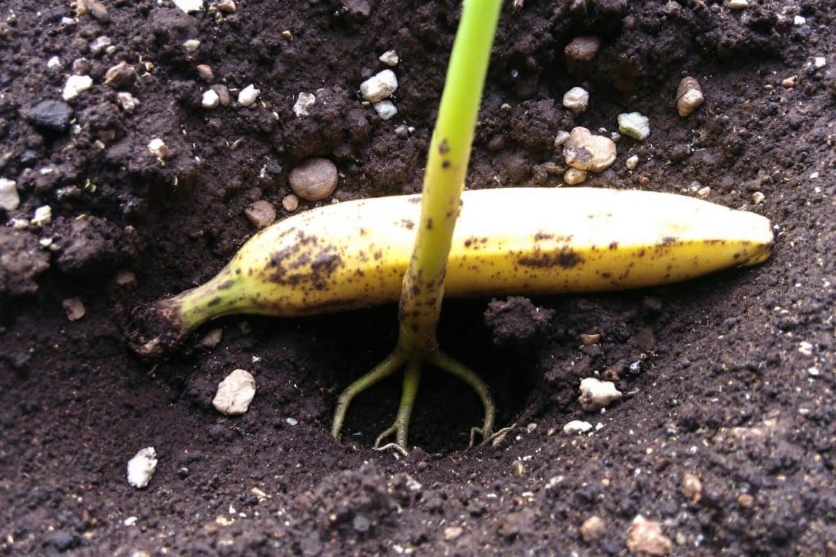 More and more gardeners are burying bananas in their gardens, and once you know why, it makes perfect