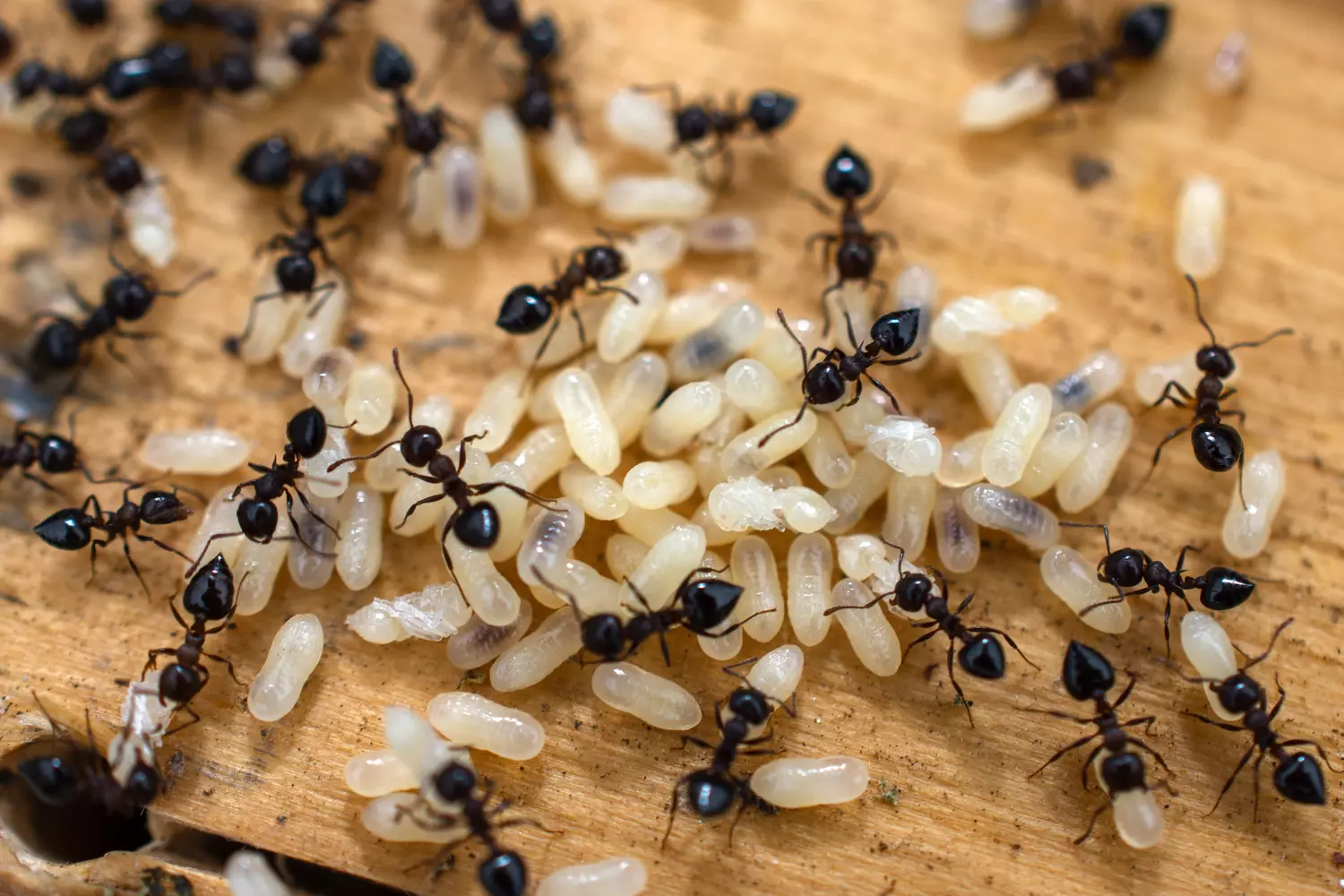 This common kitchen ingredient is a powerful repellent, it gets rid of both flies and ants.