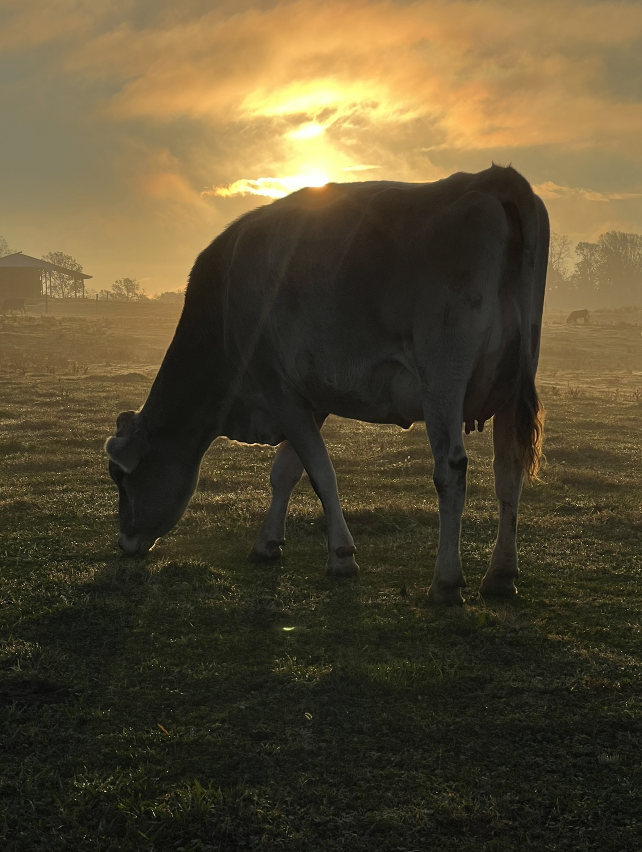 Dr. M’s SPA Newsletter Audiocast Volume 12 Issue 46 –