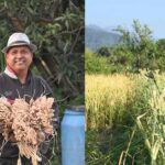 High-Yield Organic Wheat Narendra-09 & Sugarcane Farming Innovation by Uttarakhand Farmer