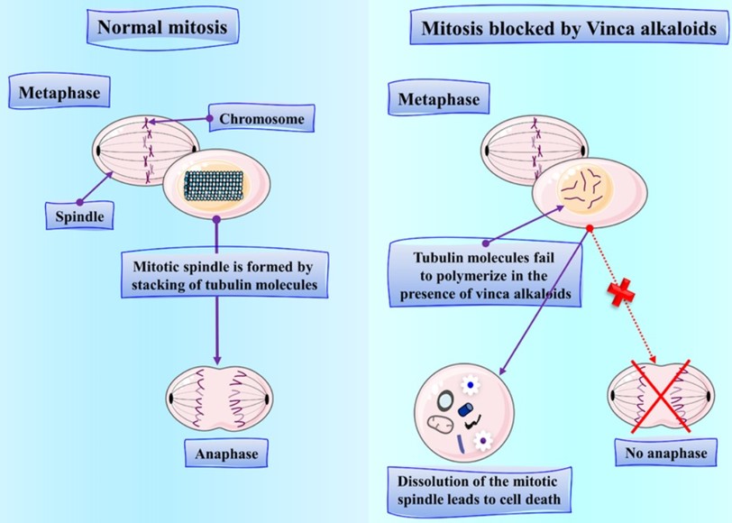 Chemotherapy Drugs for Childhood Cancer Vincristine