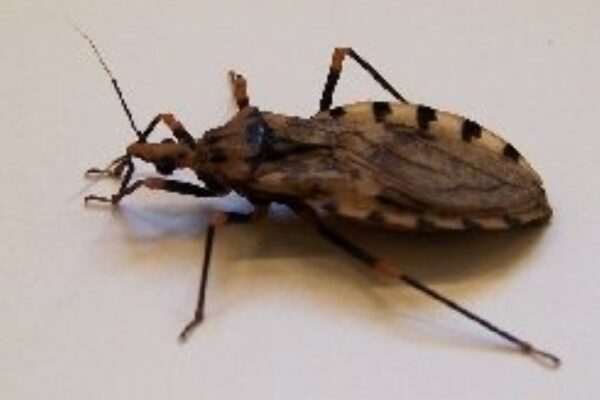 Chagas Disease in the United States