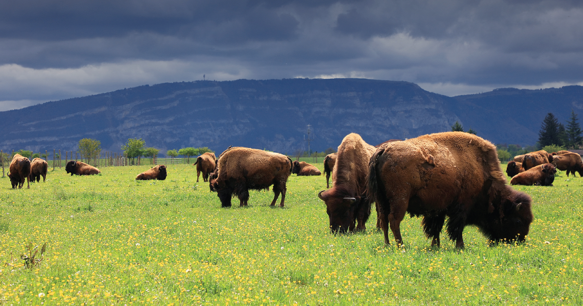 A New Study Reveals How Bison Are Revitalizing Yellowstone’s Ecosystem
