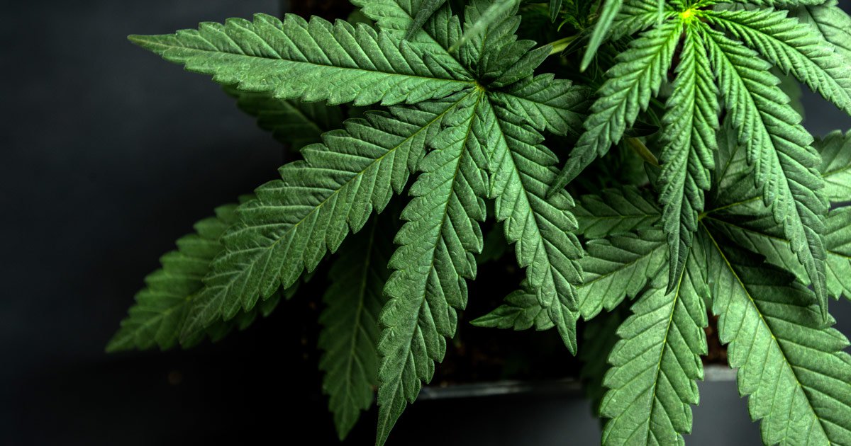 Cannabis, childhood trauma exacerbate paranoia