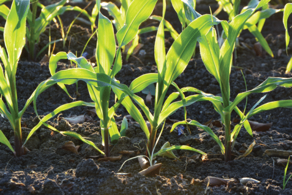 Cancer in the Corn Belt