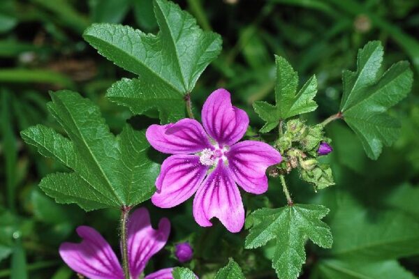 A Wonder-Plant with Amazing Health Benefits