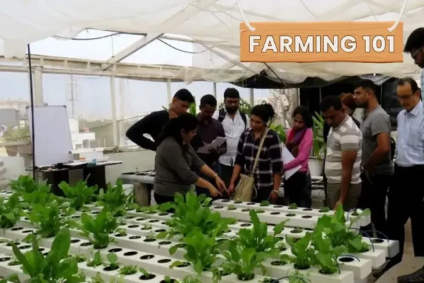 Grow Vegetables & Fish Using Less Water