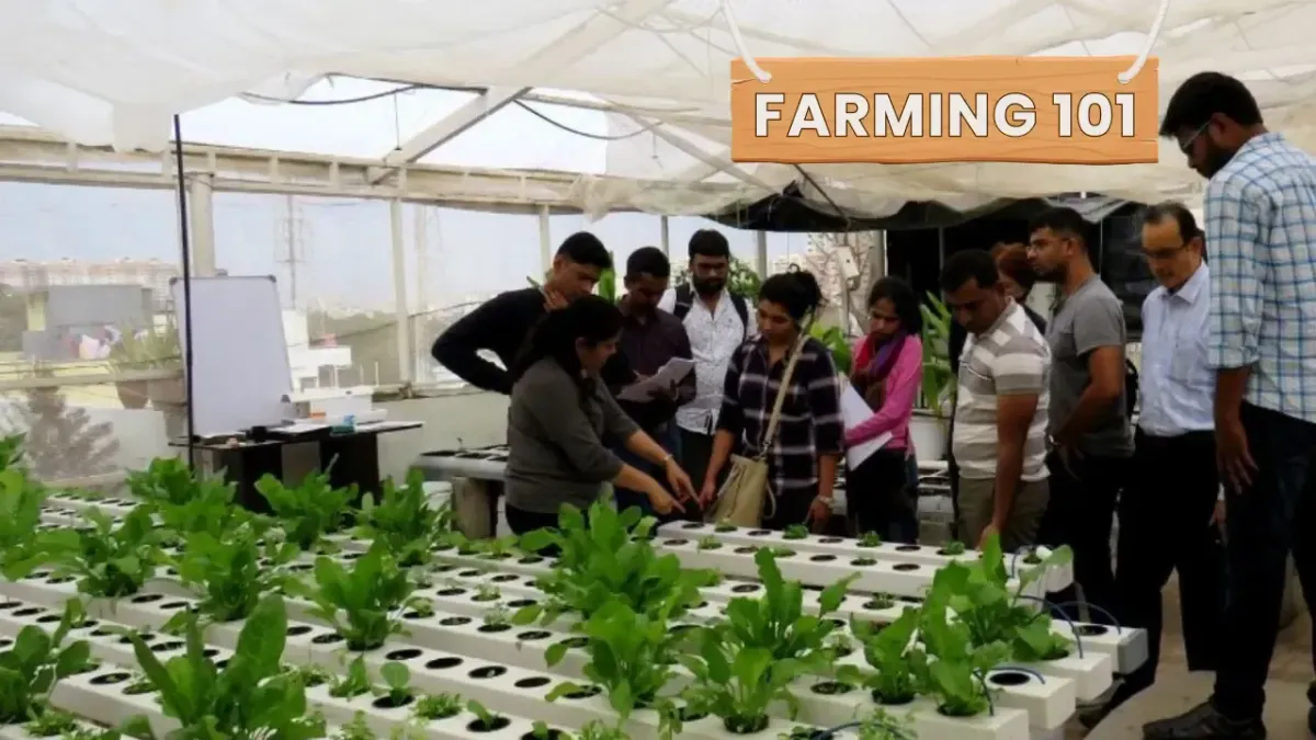 Grow Vegetables & Fish Using Less Water