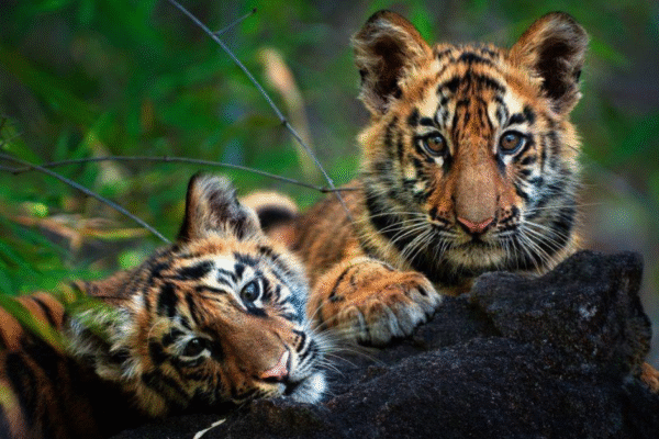 Chhattisgarh Tiger Population Doubles with Effective Conservation Efforts