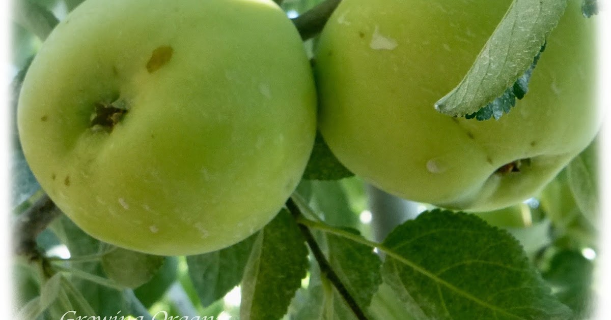 Apple Butter Recipes
