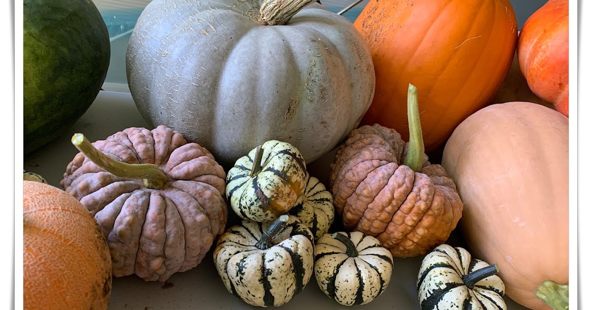 Storing Pumpkins & Winter Squash