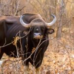 Watch the Rescue of a Trapped Indian Gaur in Trichy by Forest and Fire Officials