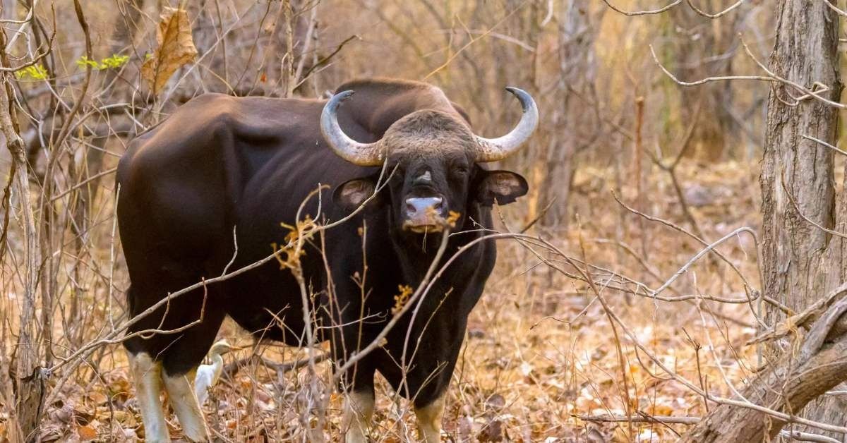 Watch the Rescue of a Trapped Indian Gaur in Trichy by Forest and Fire Officials