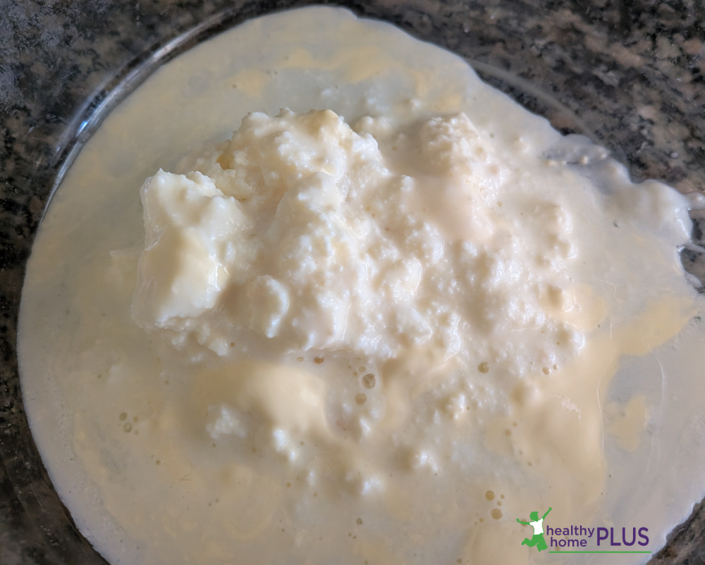 Growing Live Kefir Grains from Scratch