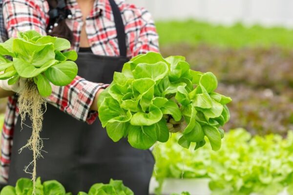 How to Grow Exotic Leafy Veggies With Hydroponics