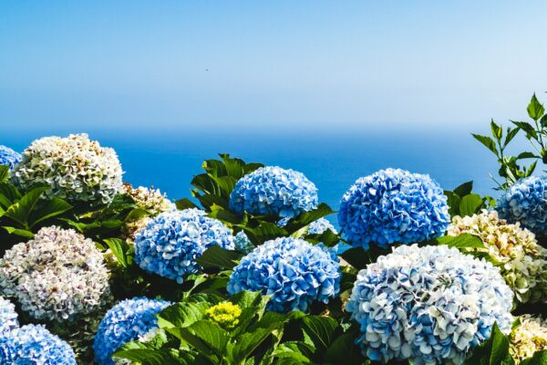 How to care for hydrangeas ?
