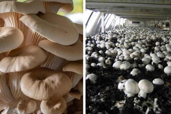 How To Set Up a Mushroom Farm at Home?