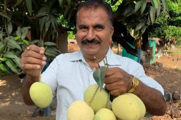 How Gujarat Farmers Are Growing Sonpari Mango for 4X Yields & Better Profits How Gujarat Farmers Are Growing Sonpari Mango for 4X Yields & Better Profits