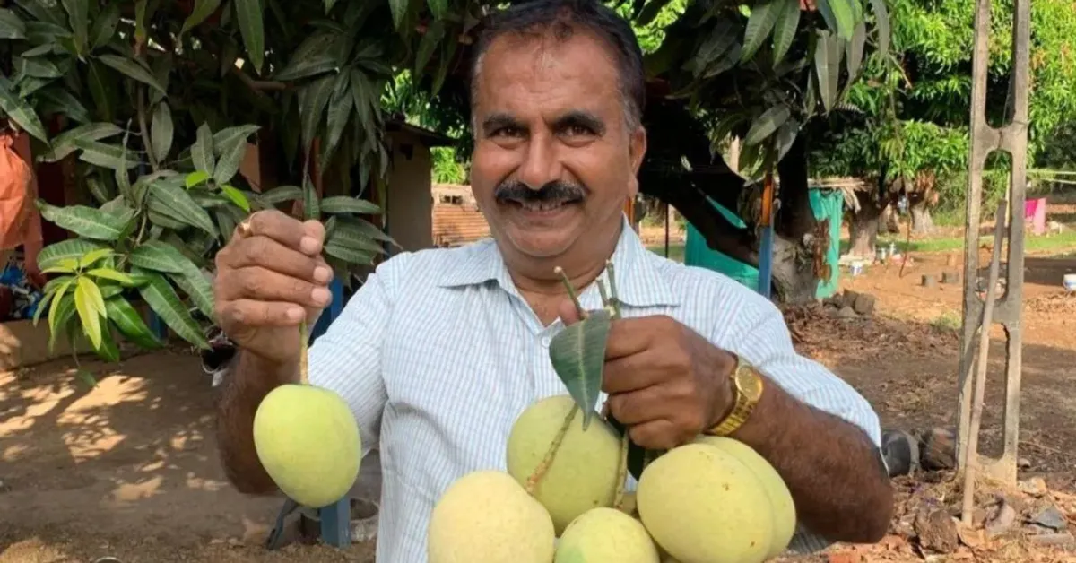 How Gujarat Farmers Are Growing Sonpari Mango for 4X Yields & Better Profits