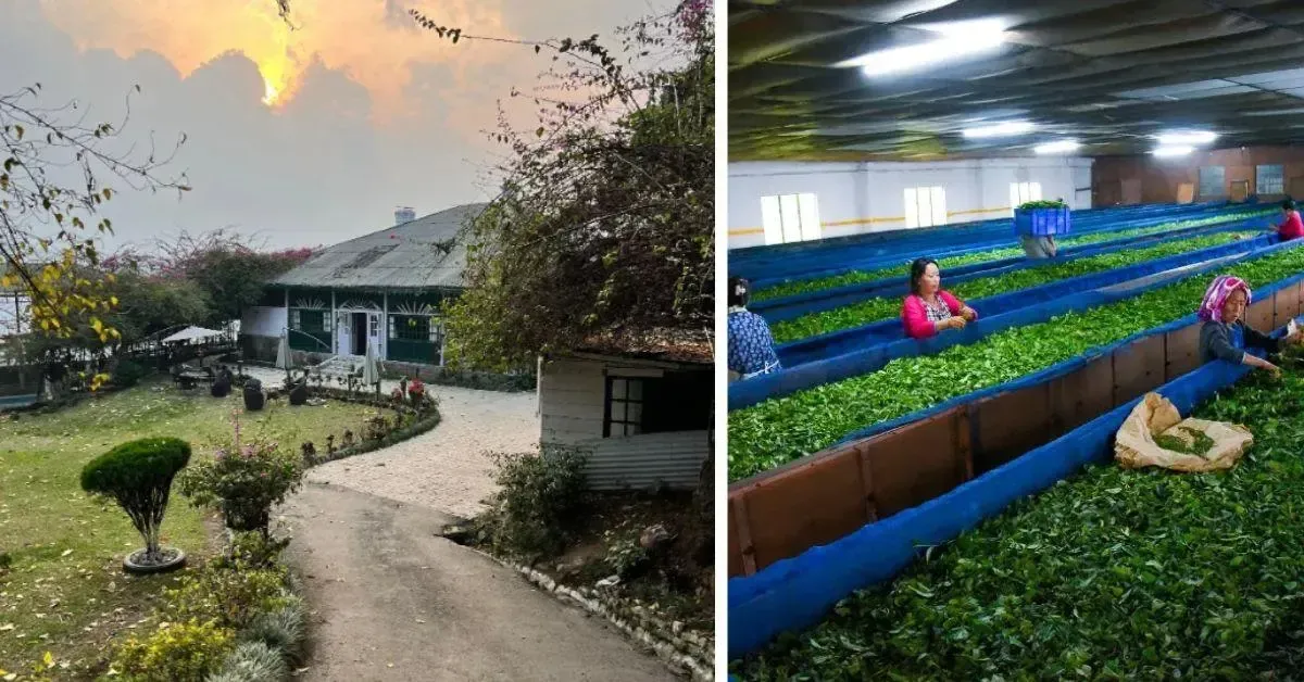 8 Best Tea Plantation Homestays in India for a Relaxing Getaway