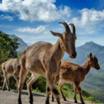 Once Near Extinction, How This Unique Project Boosted Nilgiri Tahr Population by 21% in TN