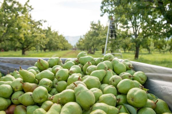 Make Pears Shine This Fall — Organically Grown Company