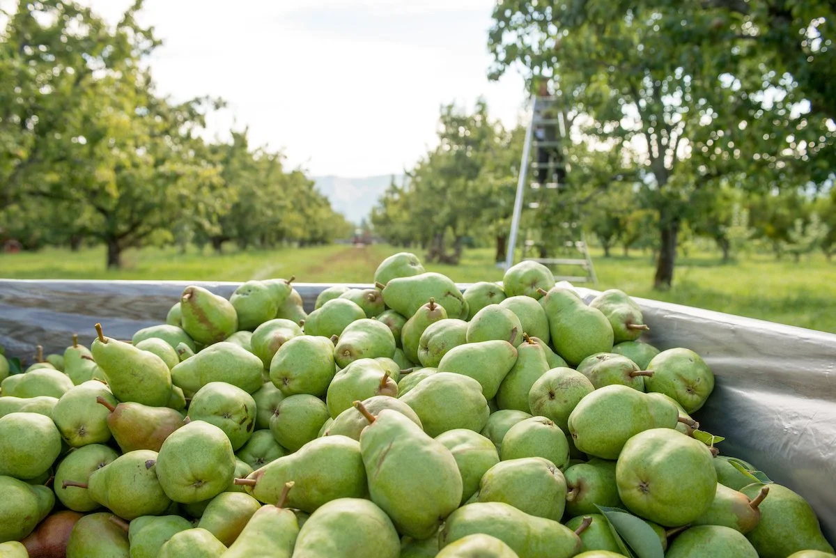 Make Pears Shine This Fall — Organically Grown Company
