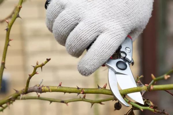 These plants and shrubs should be pruned in October, they’ll grow better in the spring