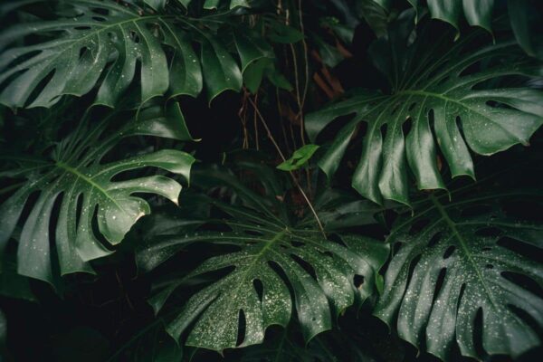 What are the plants with big leaves ?