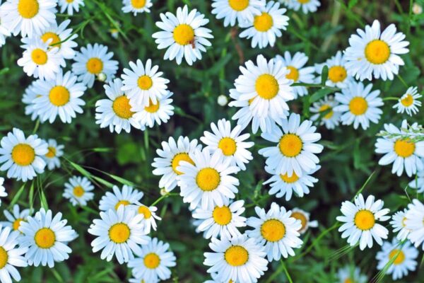 Flowers similar to daisies