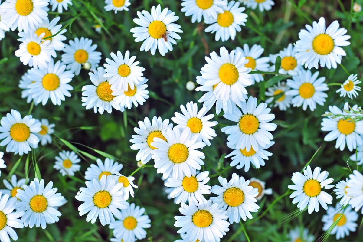 Flowers similar to daisies