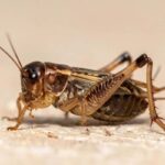 How to get rid of spider crickets ?