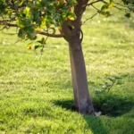 Often forgotten, this autumn fruit is a treasure to have in your garden
