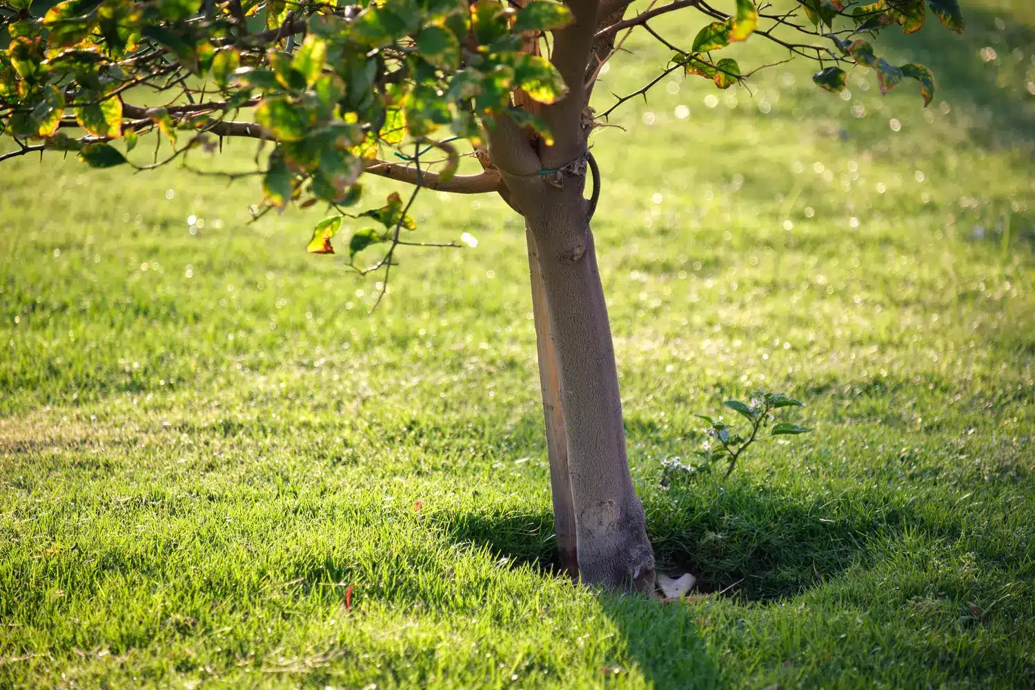 Often forgotten, this autumn fruit is a treasure to have in your garden