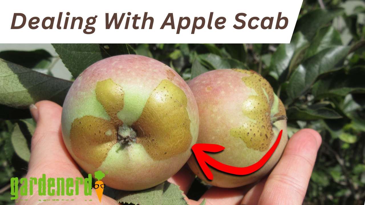 YouTube: Dealing with Apple Scab on Fruit Trees