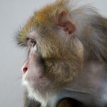 Canadian lawmakers call on government to halt imports of long-tailed macaques