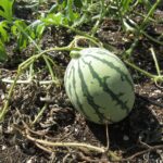 Wordless Wednesday: Closing Out The Garden