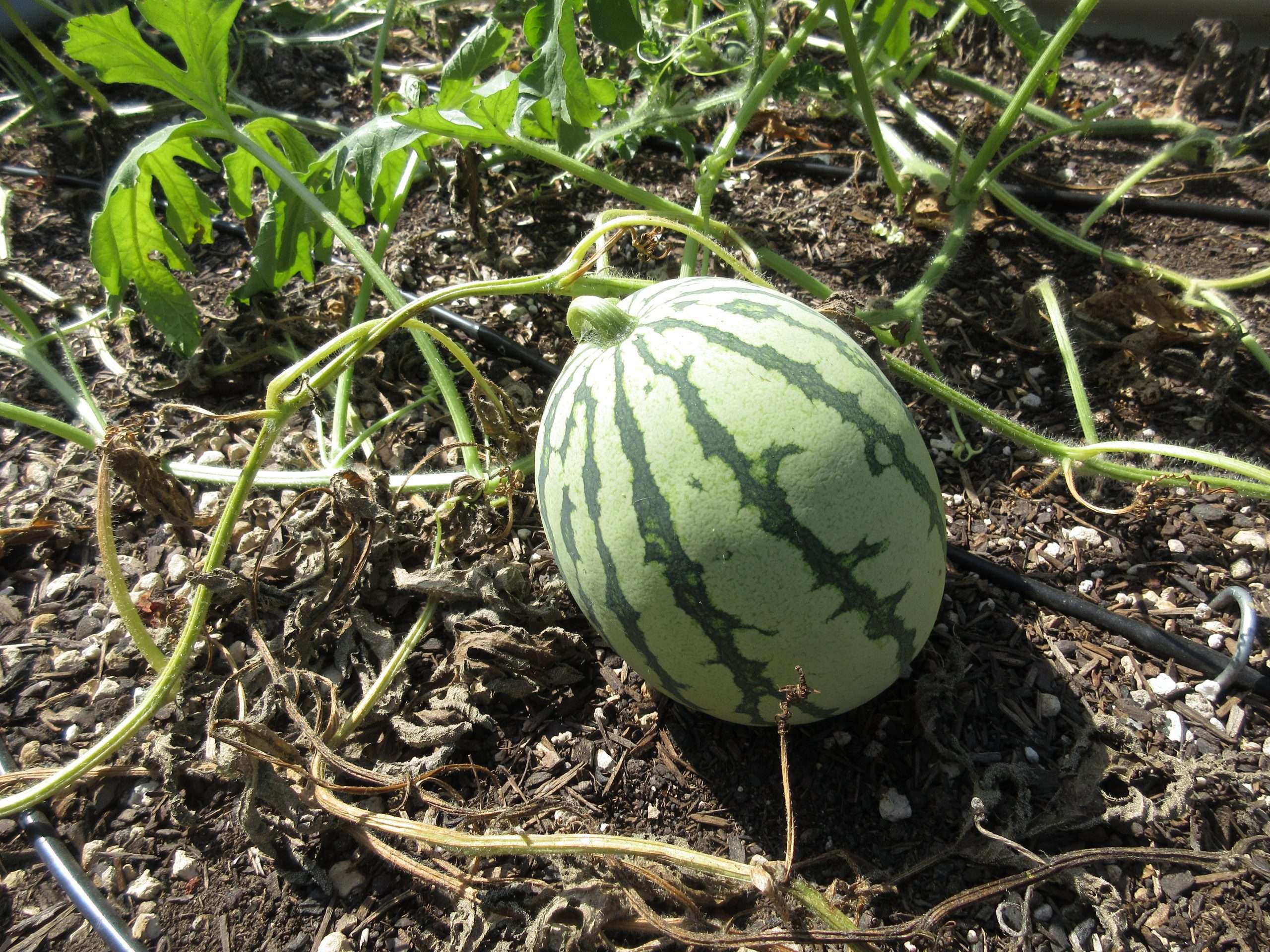Wordless Wednesday: Closing Out The Garden