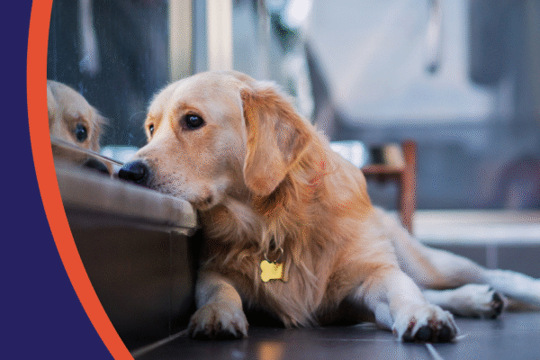 Easing Pet Anxiety and Empowering Owners