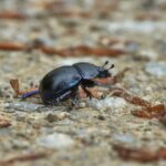 What are the signs of carpet beetles ?