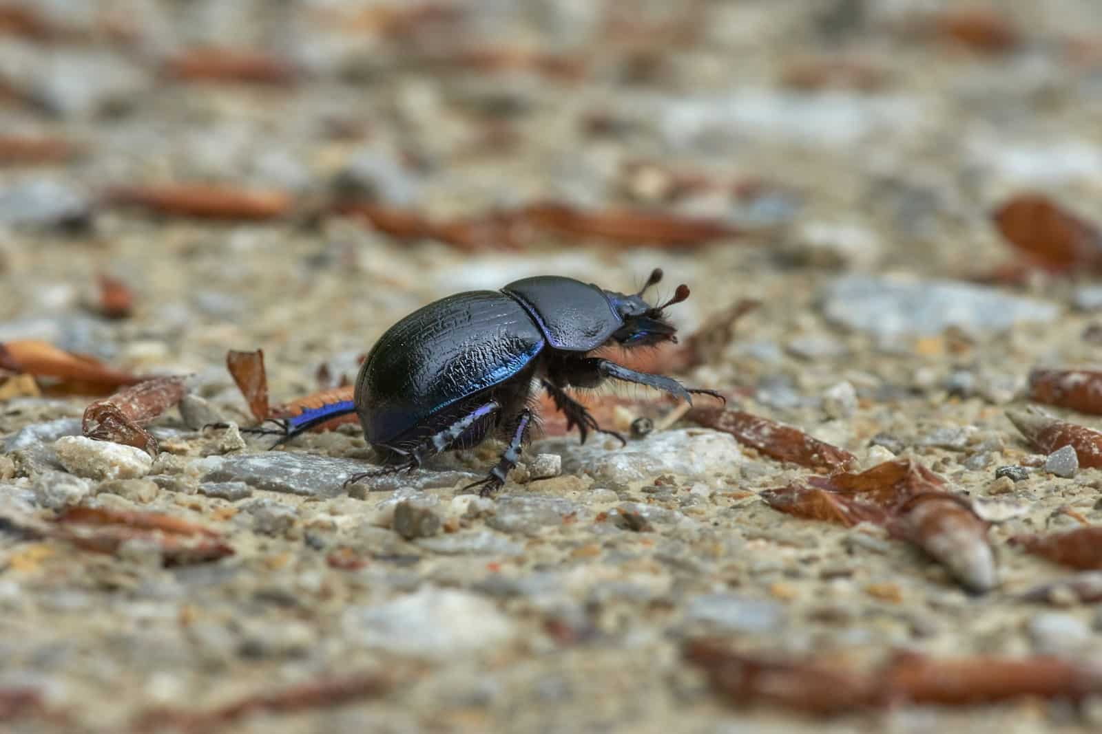 What are the signs of carpet beetles ?