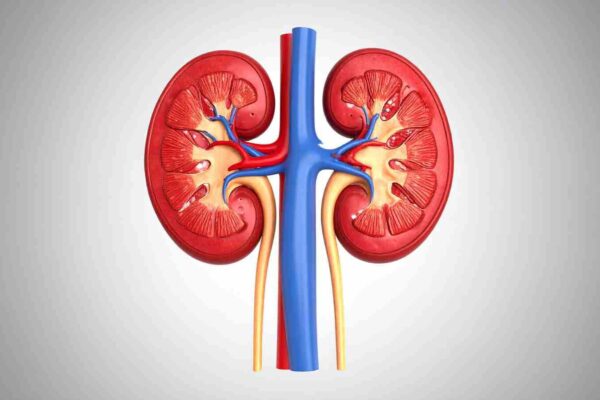 Donor kidneys perform better after machine perfusion, reveals research