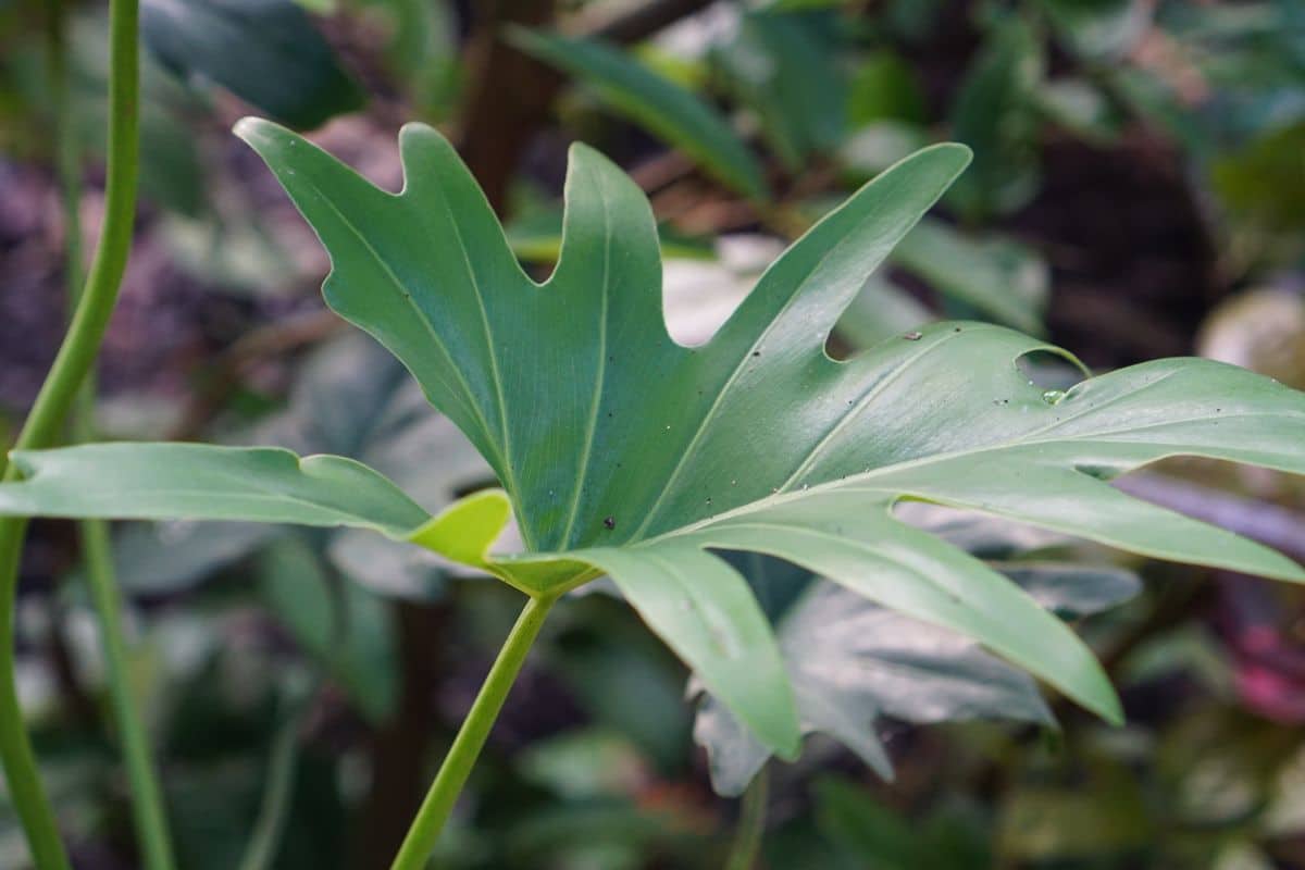 How to grow heart leaf philodendron ?