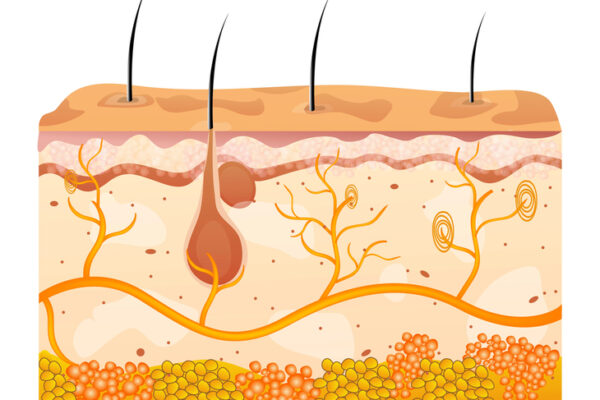 Could This Protein Be the Key to Stopping Aging?