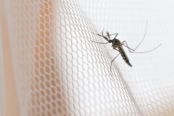 Slowing malaria by treating mosquitoes